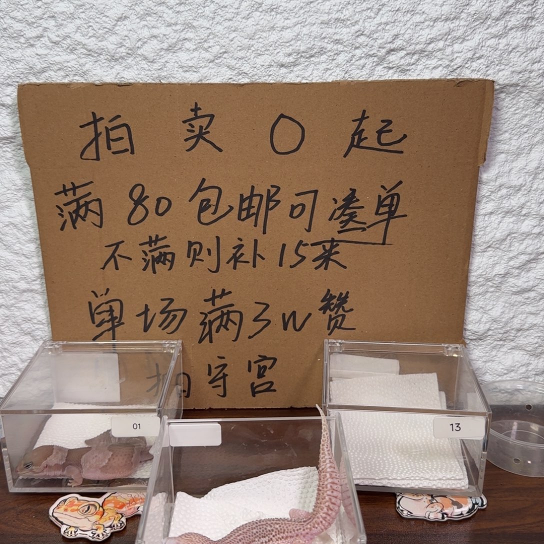 豹纹守宫超级雪花雷达