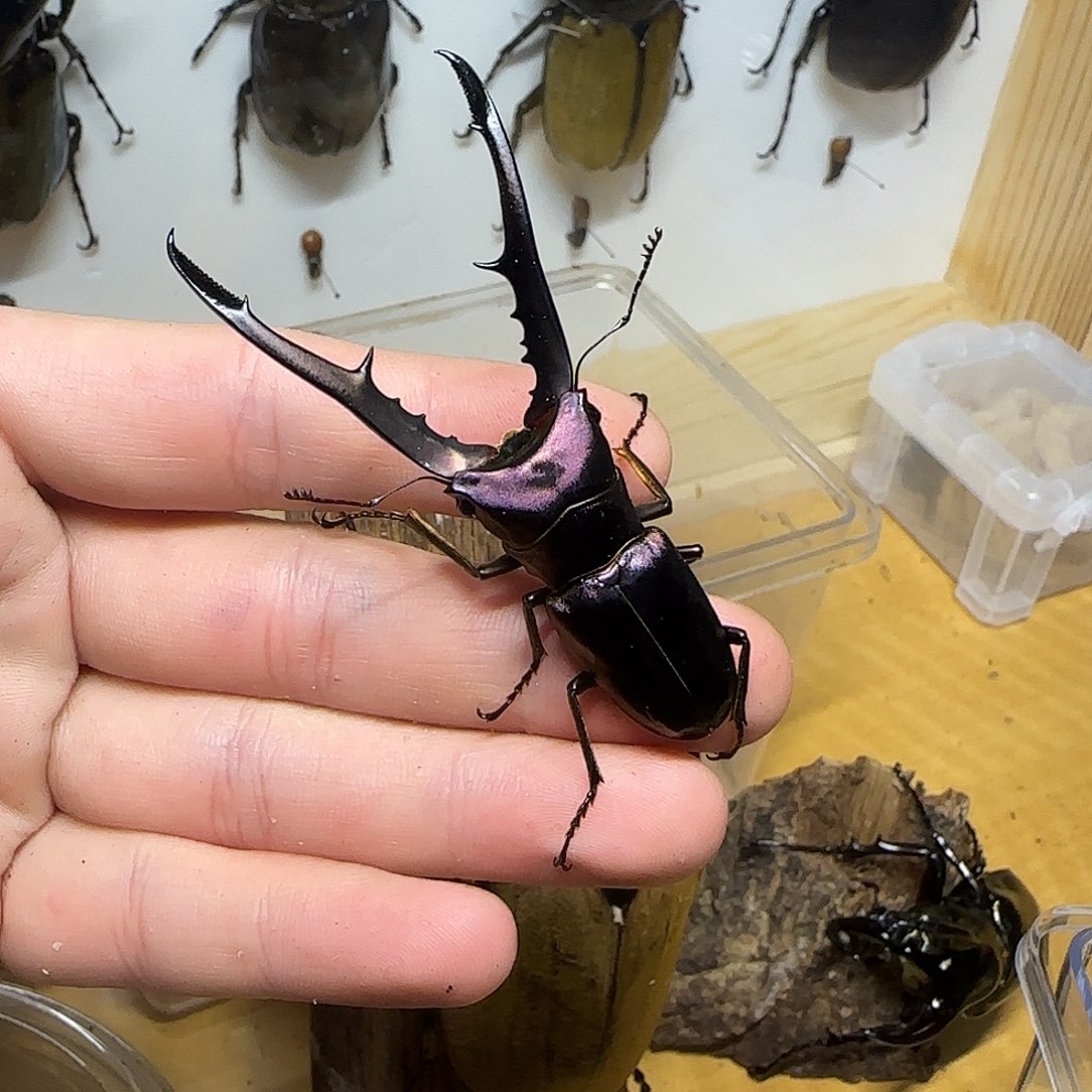 美他力弗细身顺丰包邮