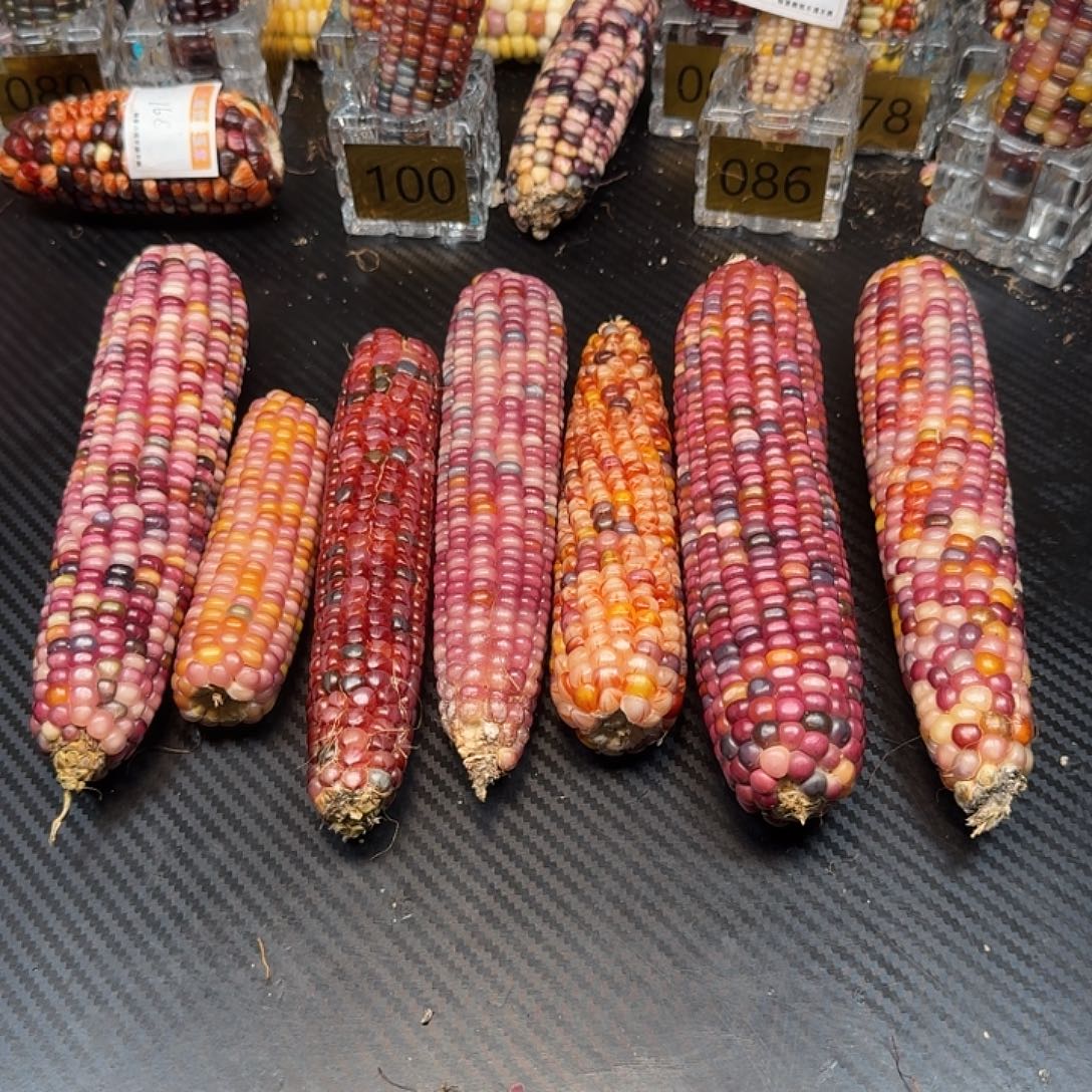 梨****大叶紫檀（黑酸枝木类）