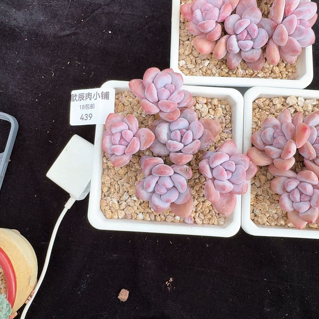 多肉植物香水老桩439