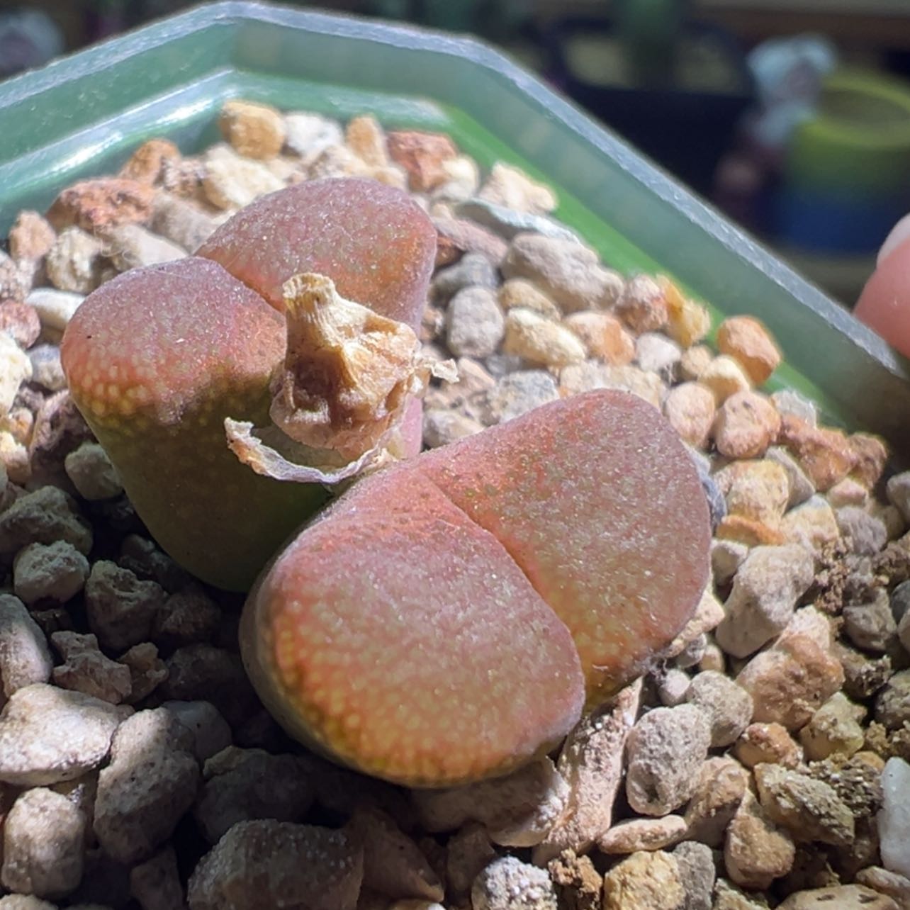 【闪购商品】日大红