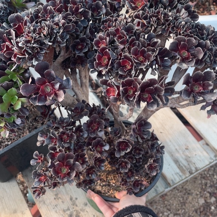 多肉开水就不太舒服哦哈哈这