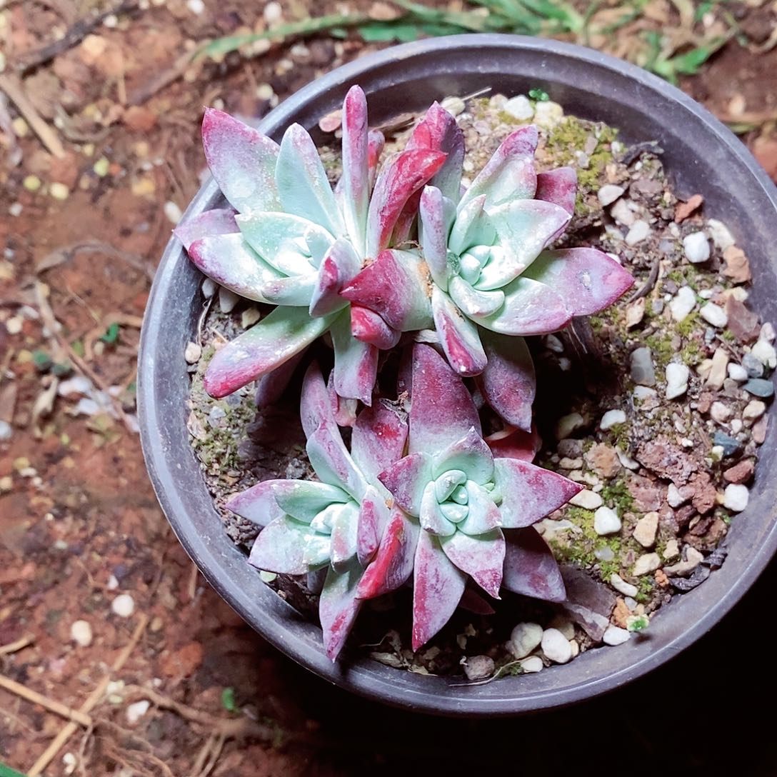 【闪购商品】哈哈哈哈初霜白菊多肉1607