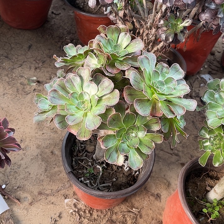 拉丝锦玫瑰玫瑰玫瑰