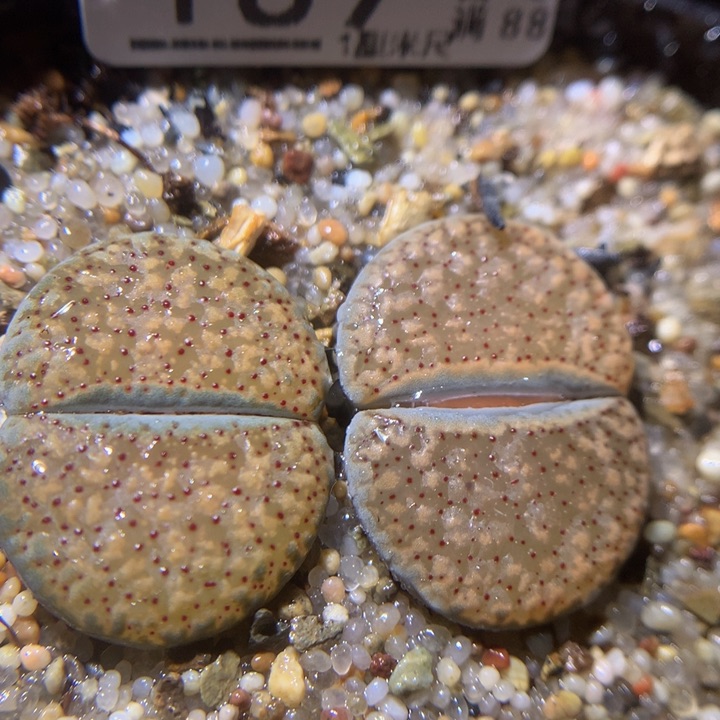 精品生生花29.189