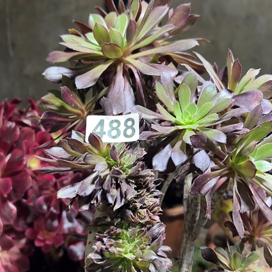 开***猪多肉植物一个黑法488