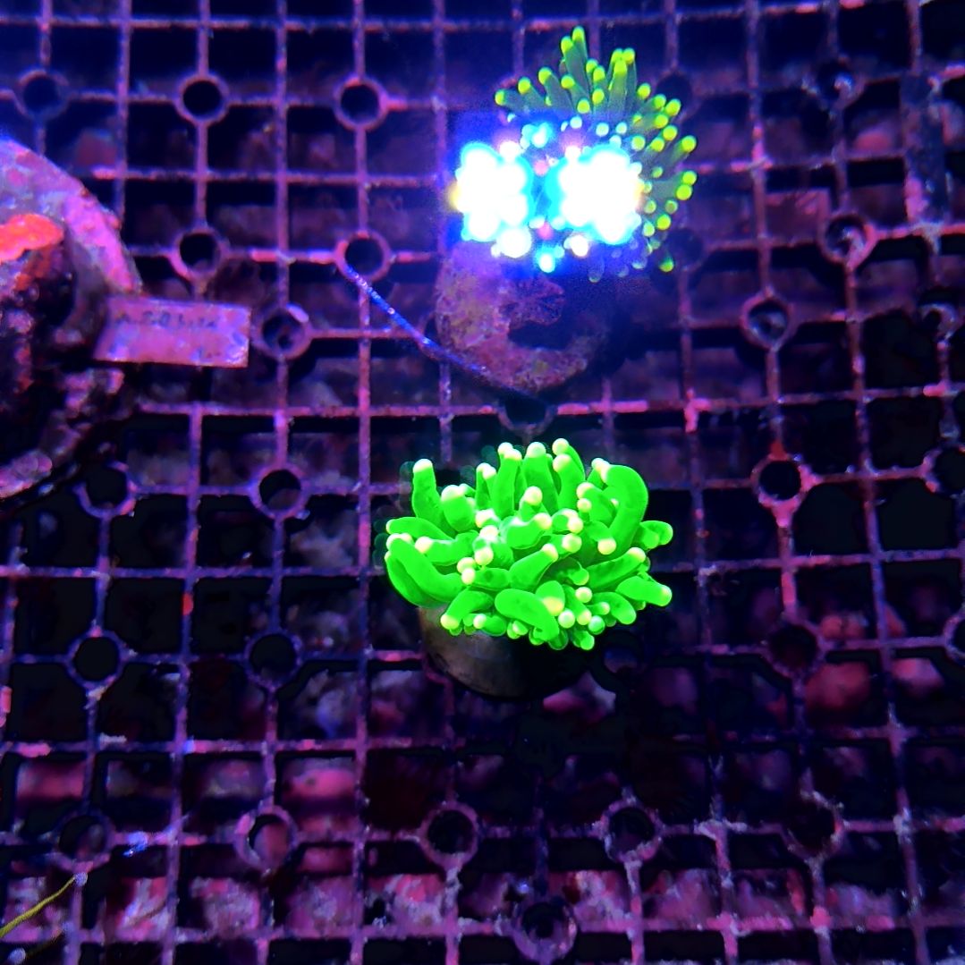 纽扣珊瑚沙巴绿火柴，绿火柴