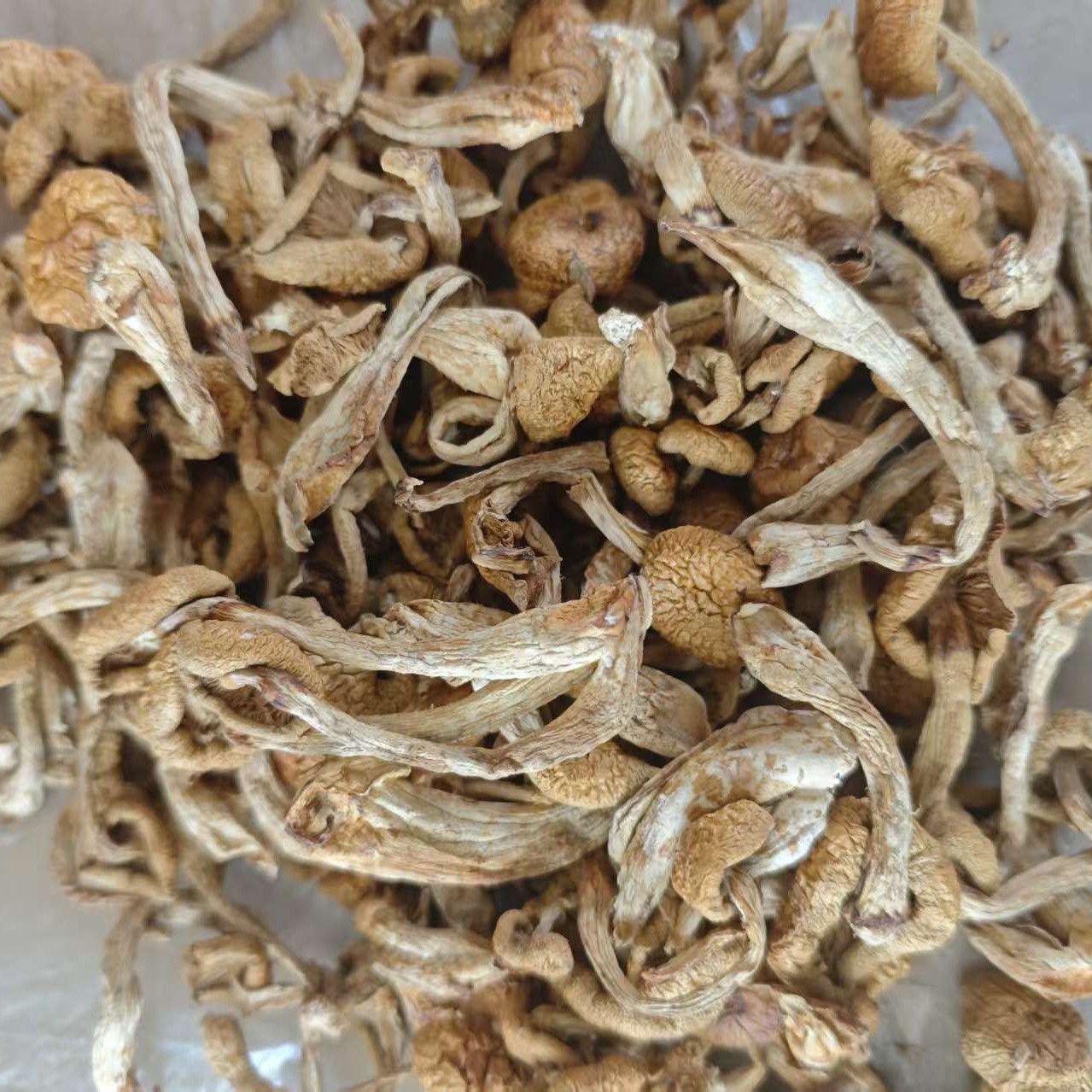 张广财岭东北干货滑子菇剪根菌菇滑子蘑产地直发初级农产品