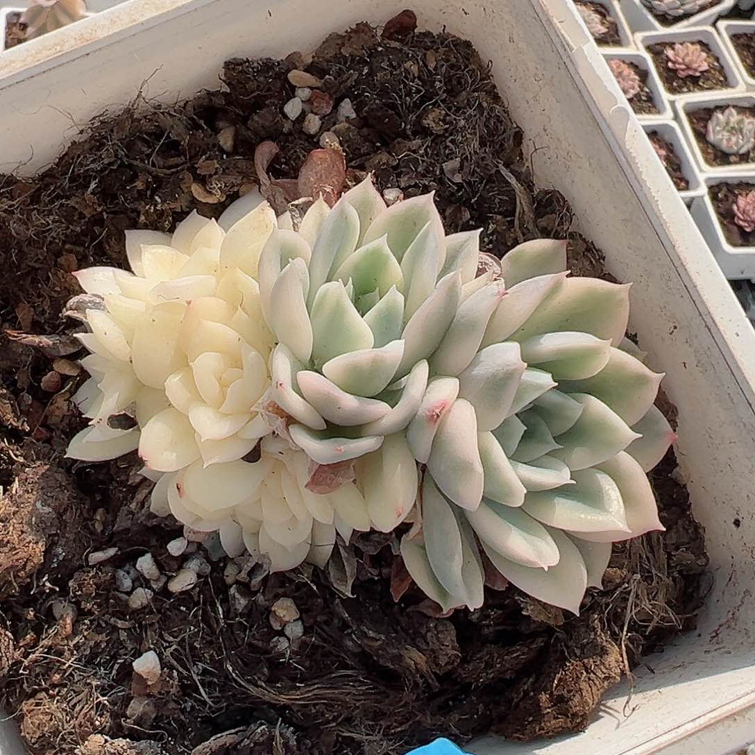 月亮仙子锦底座，带两覆轮锦头