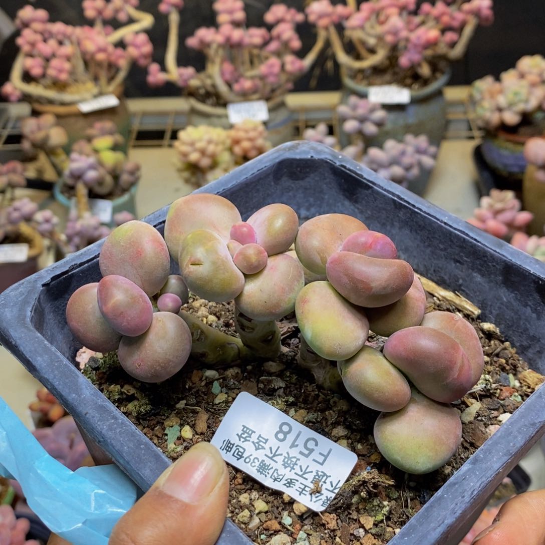 518芒果奶多肉8c m