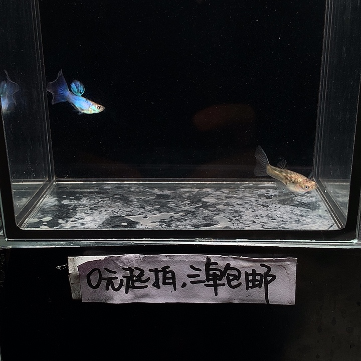 孔雀鱼辛加兰一对