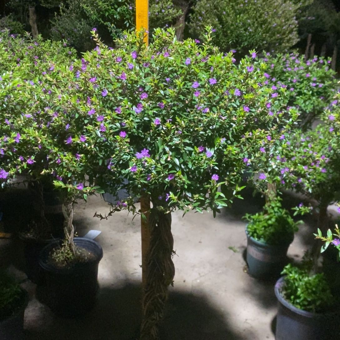 完全开放屏幕前088号