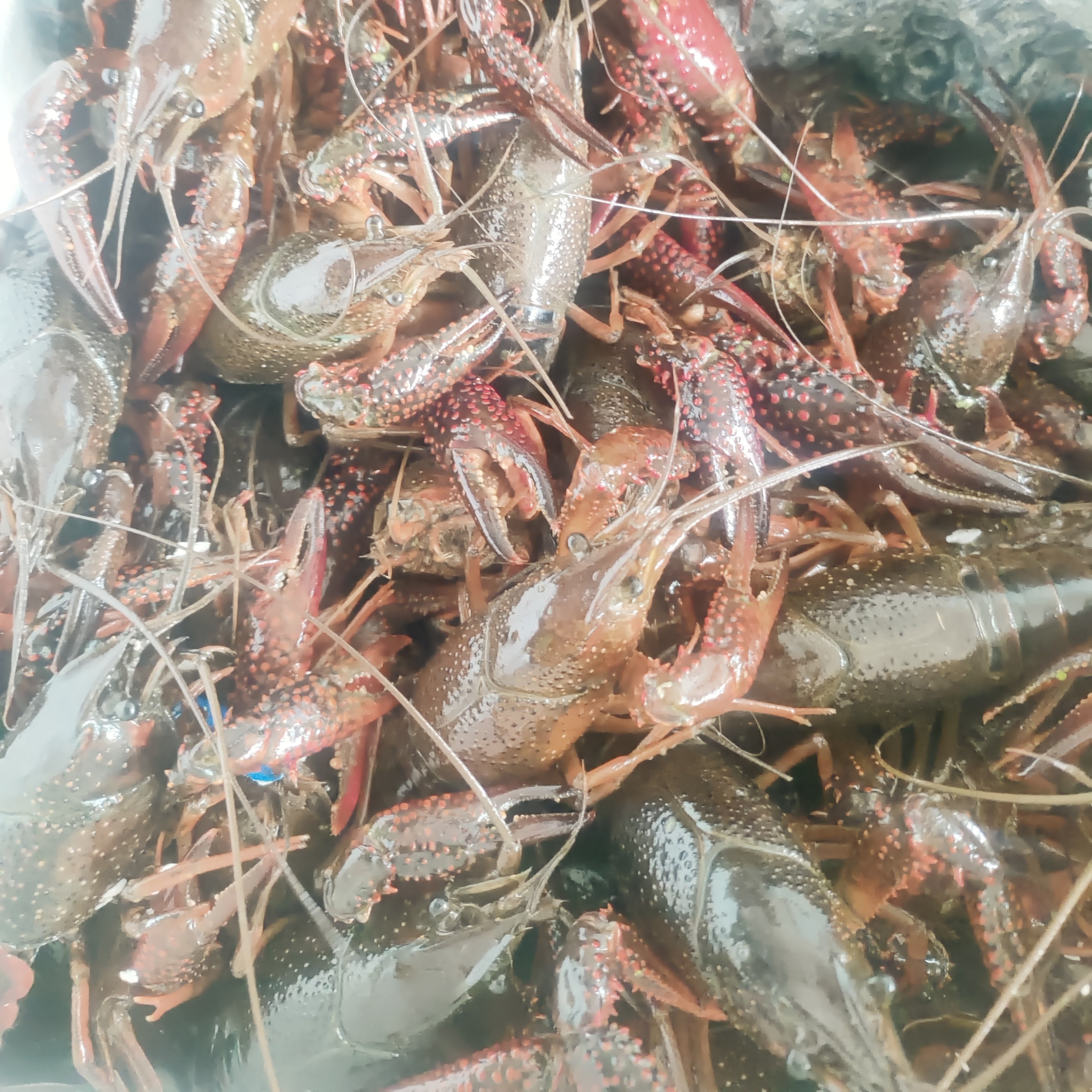 大青小龙一小时送达，净重一斤13只左右，规格789包洗包杀