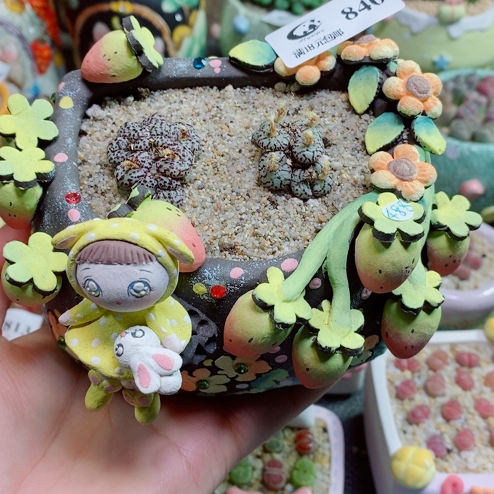 生石花花花花花花840