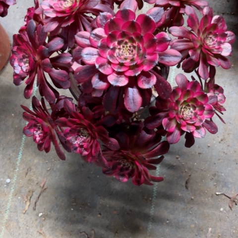 多肉植物美姬锦。