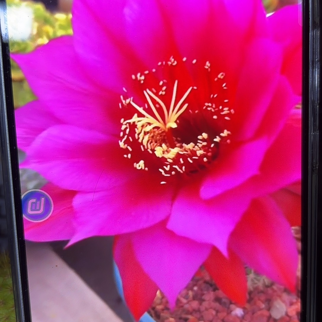 沃里茨毛侧牙20包邮仙人球10