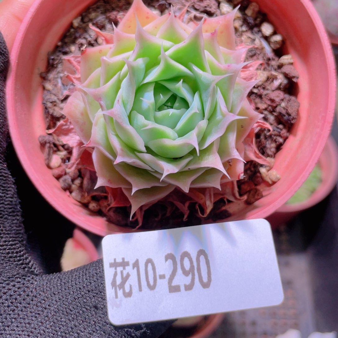 花利美10-290蓝丝绒