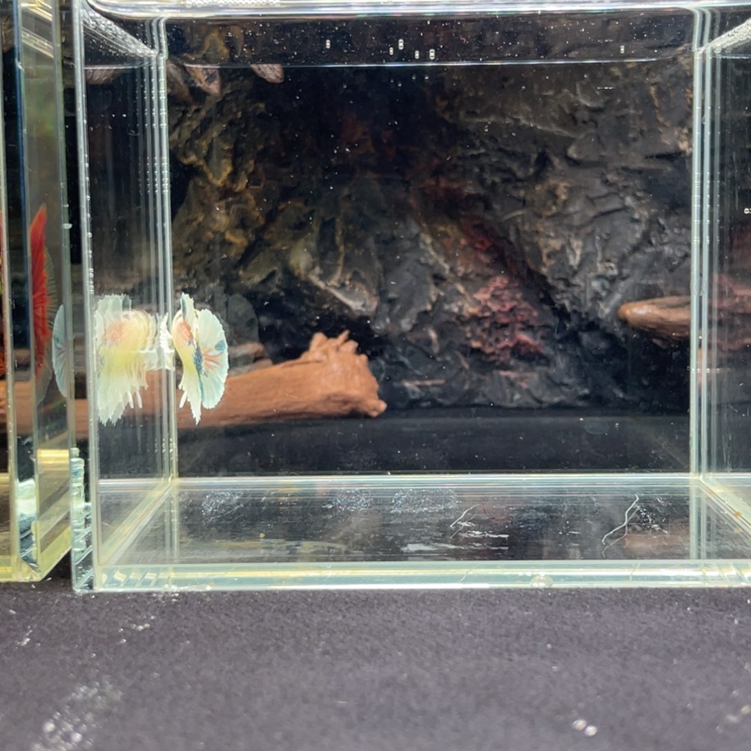 斗鱼十一月三十日竞价
