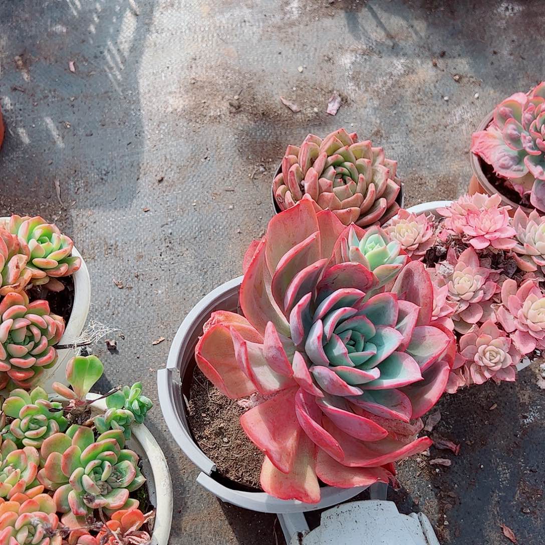 绮罗仙子多头造型精品