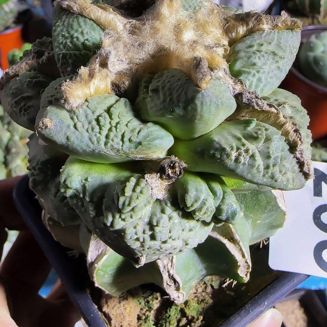 中筋怒涛235仙人球