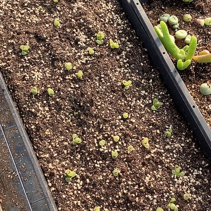 17572一筐绿眼睛         