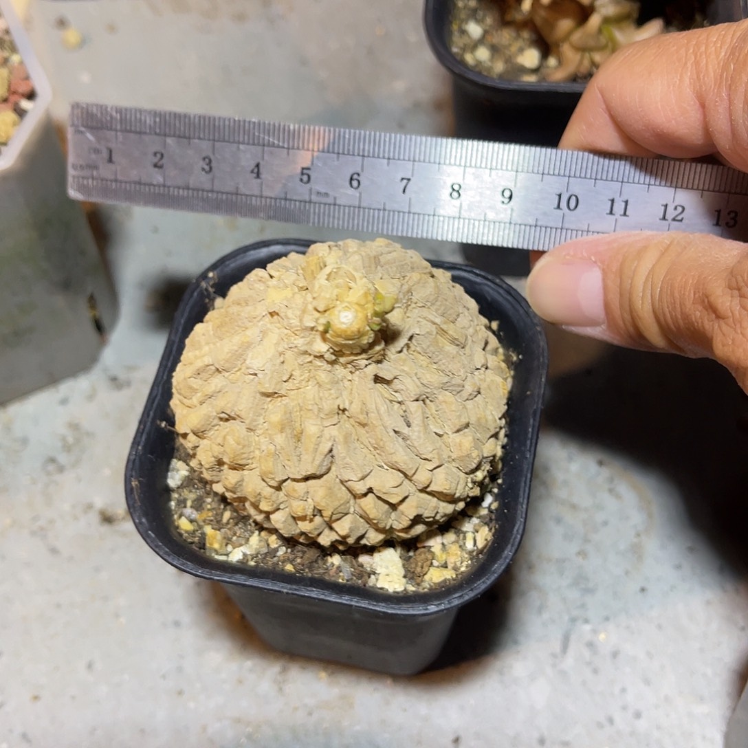 实生白皮龟甲罗摩一物一拍