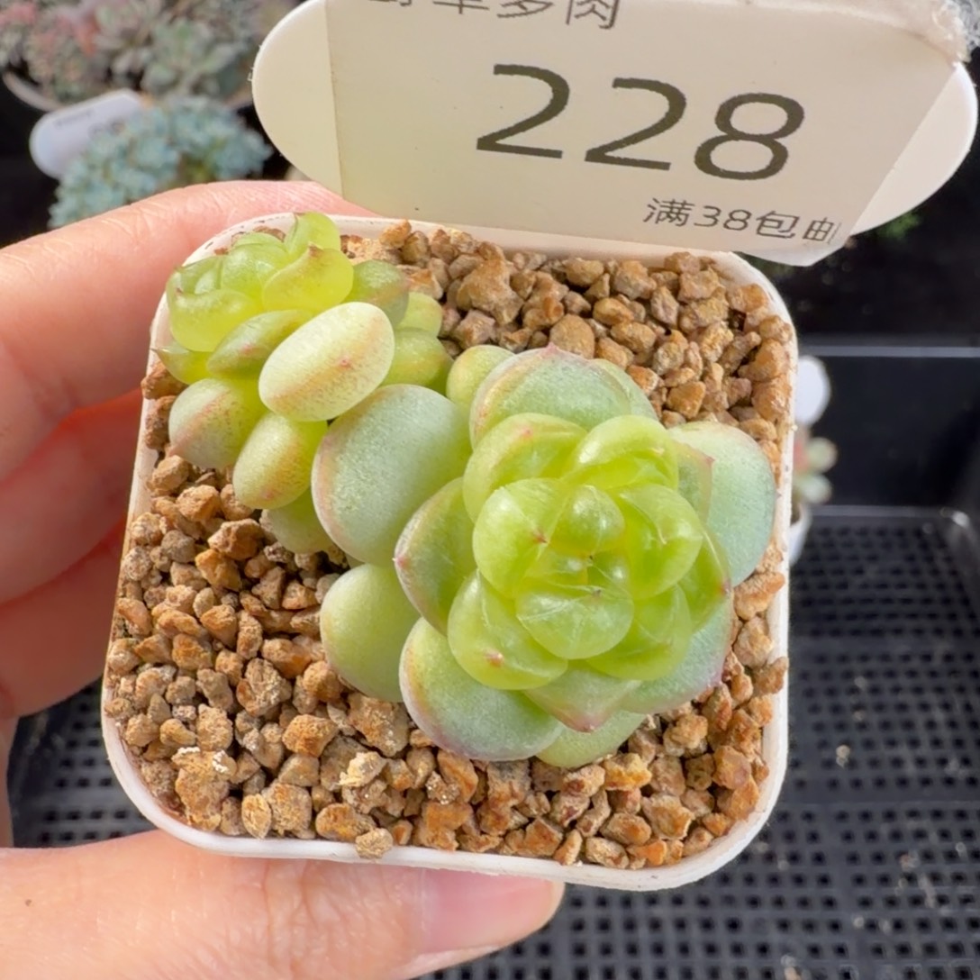 甜心c双头一颗228号