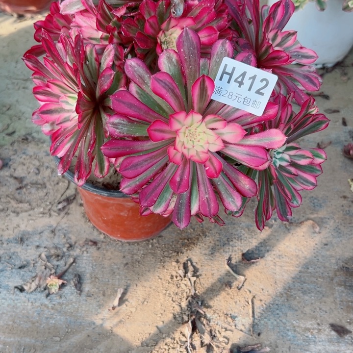 412铜白多肉植物的