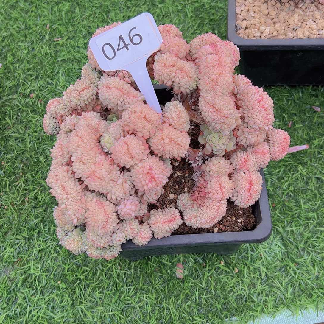 房**事046白胖子缀98