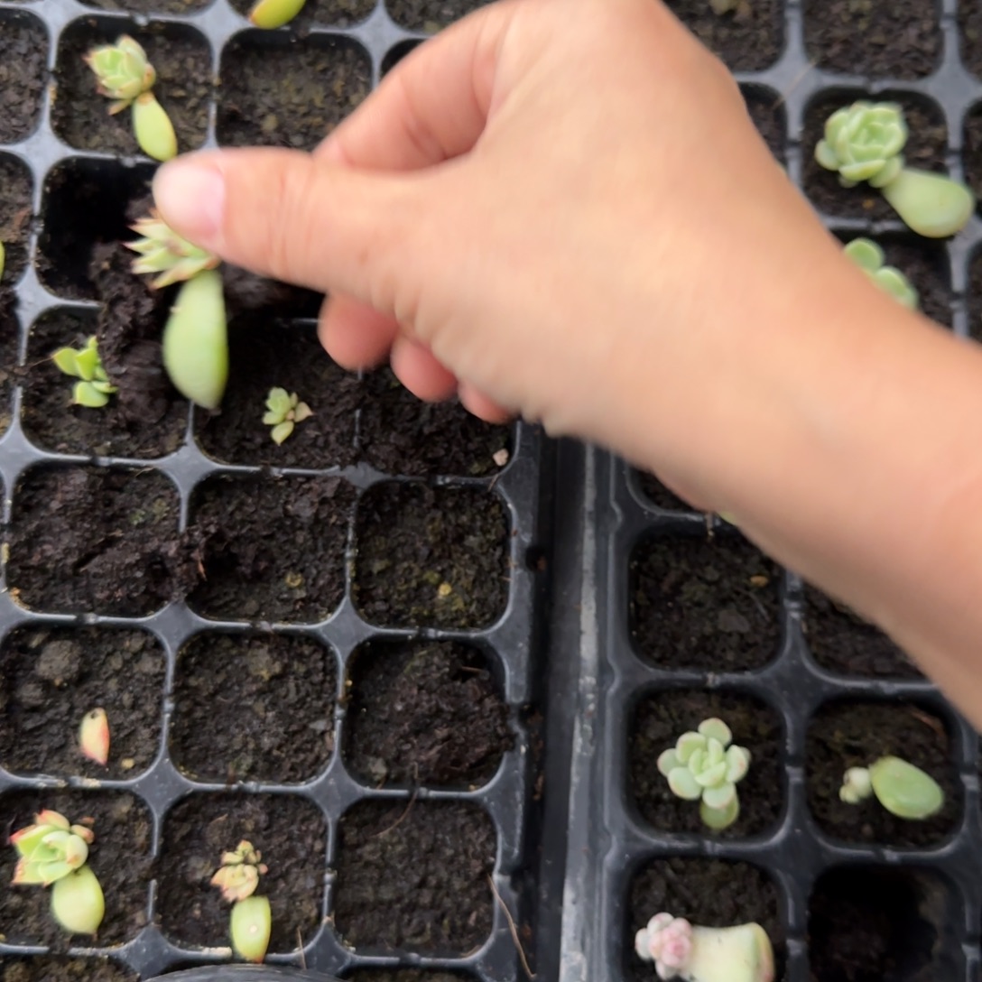 金貂 穴3个满25包邮