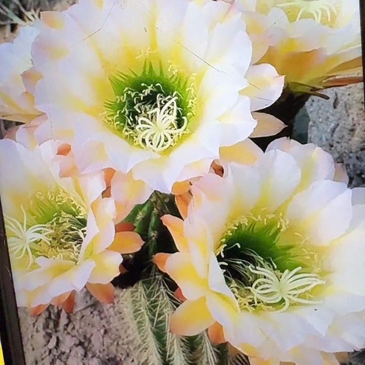 六月五侧芽5公分毛花柱