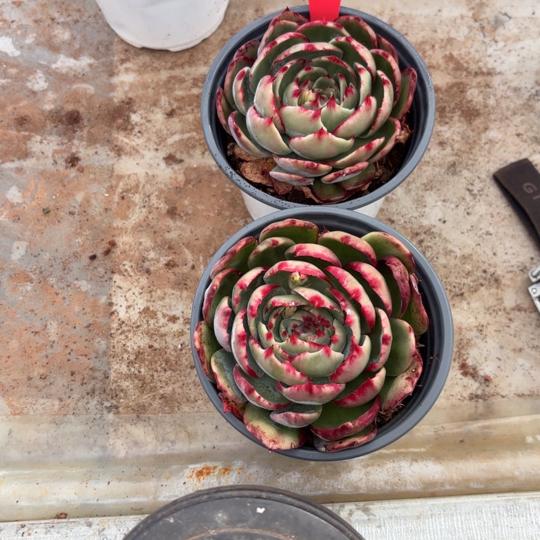 幸***草幸运草姐的两个惊鸿一瞥