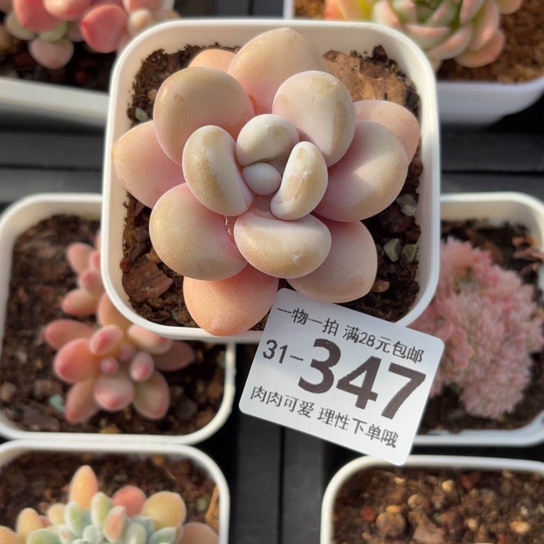 粉兔无盆土发货无