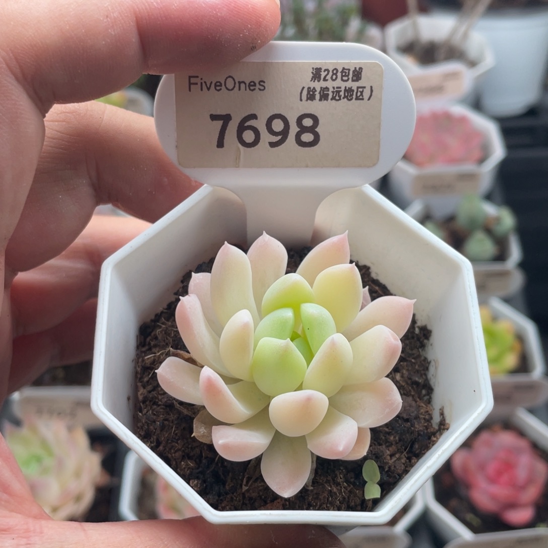 白雪7698-4.5厘米