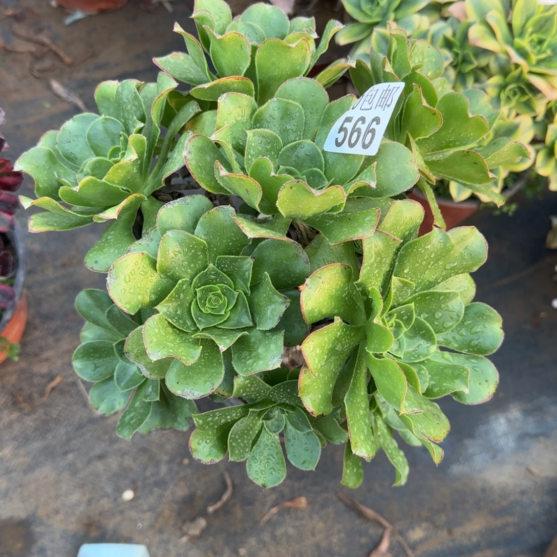 绿玫瑰566满20包邮断枝不包