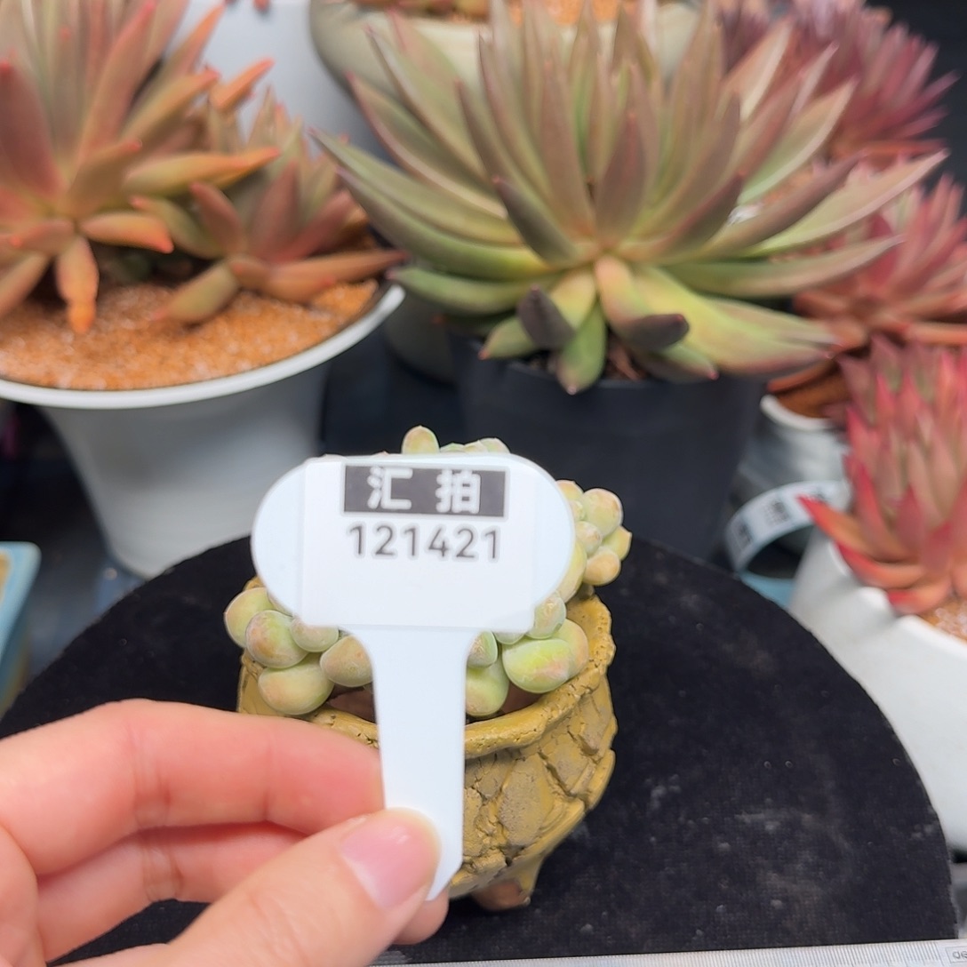 精品多肉植物121421