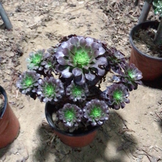 双***鱼黑铜法师多肉植物18