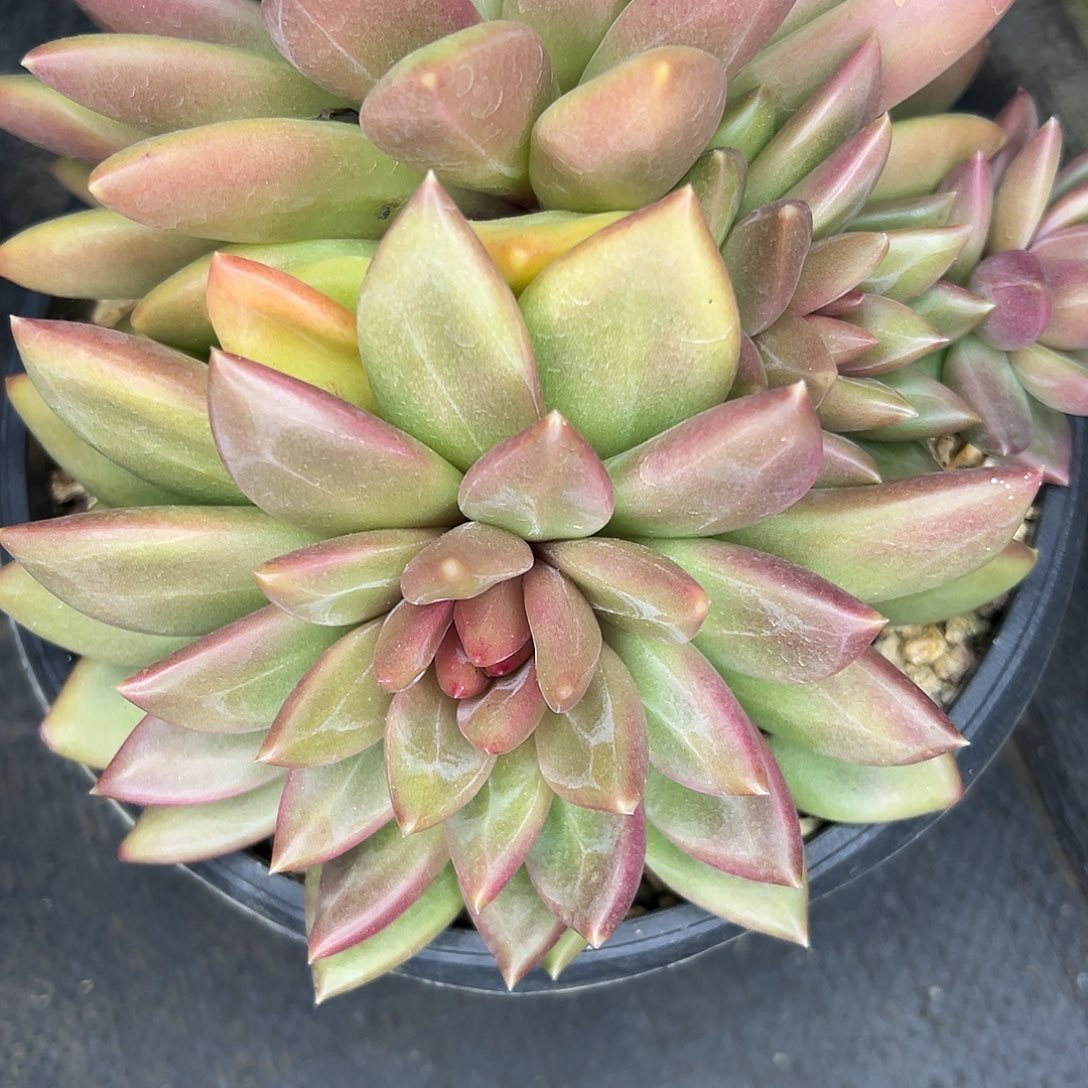 郁***仔迷雾泡泡，一物一拍