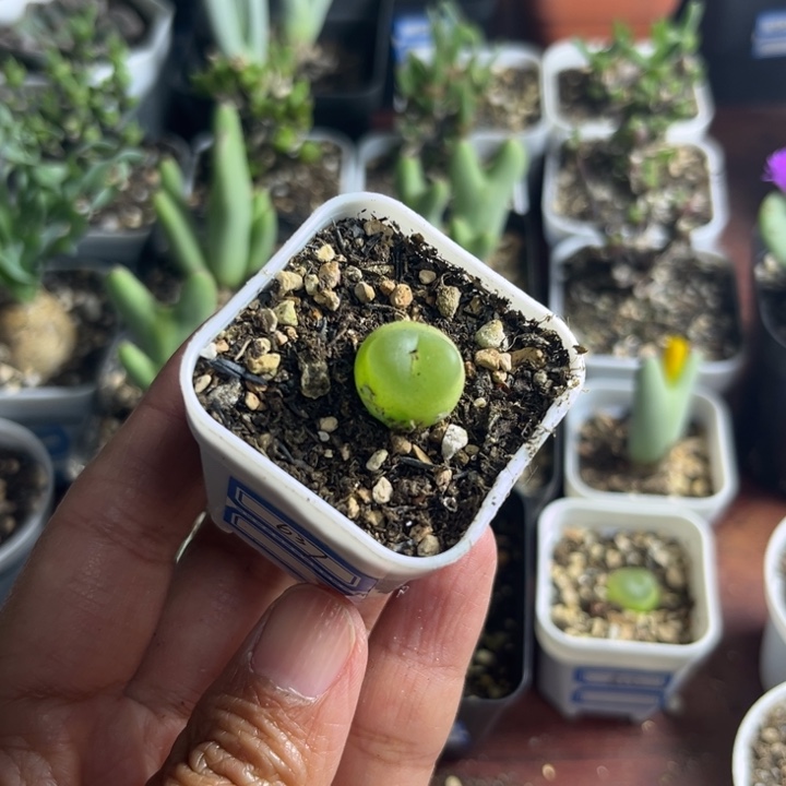 631 小拉登多肉植物