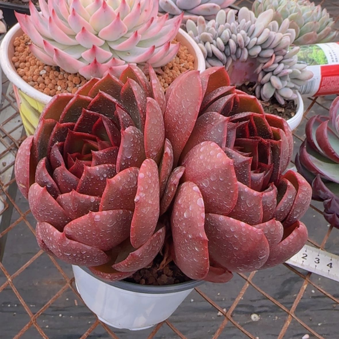 【闪购商品】双头红灯19.9