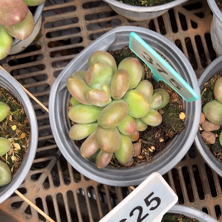 多肉植物南非王子375