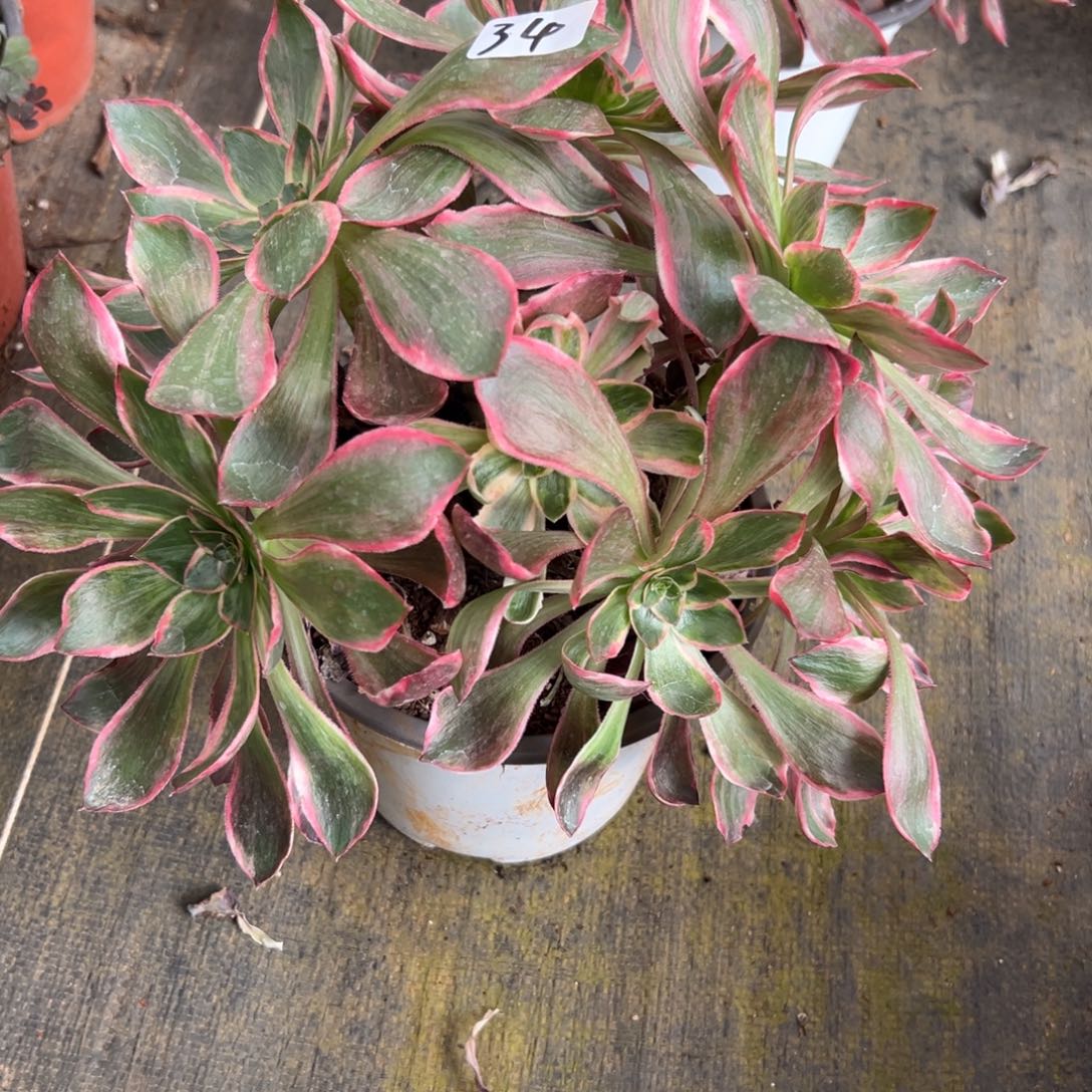 34恶魔之眼多肉多肉多肉