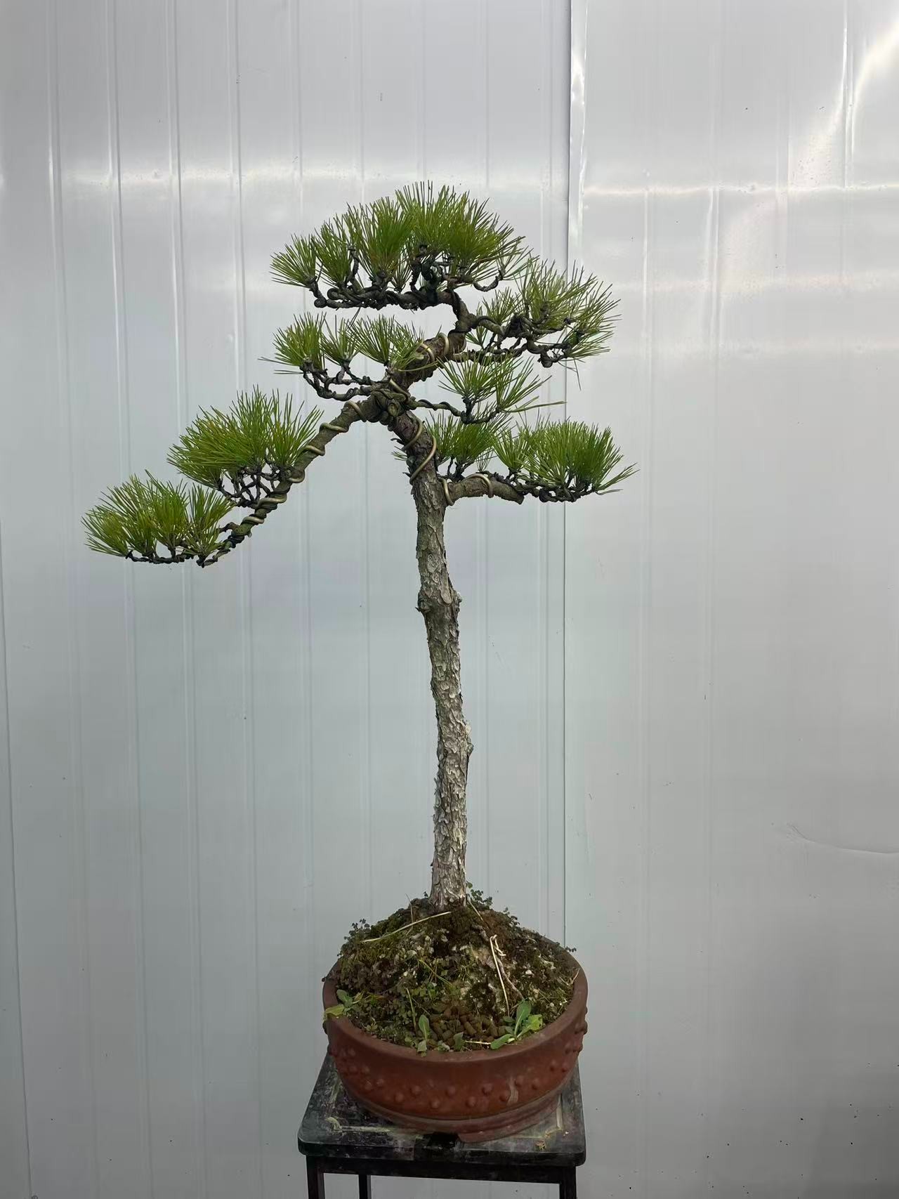 济州真柏黄杨老桩黑松高档盆景四季常青耐寒耐热