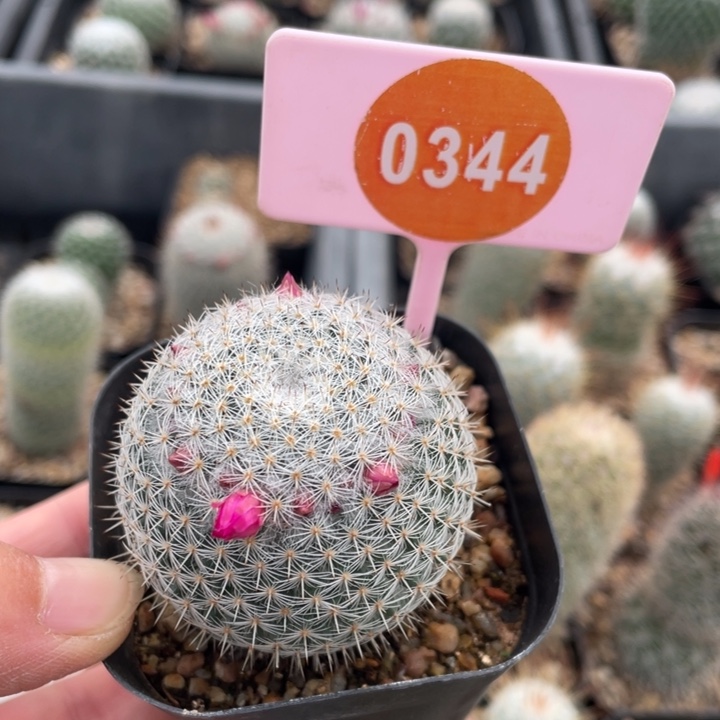 天***乐实生乳突0344000000000