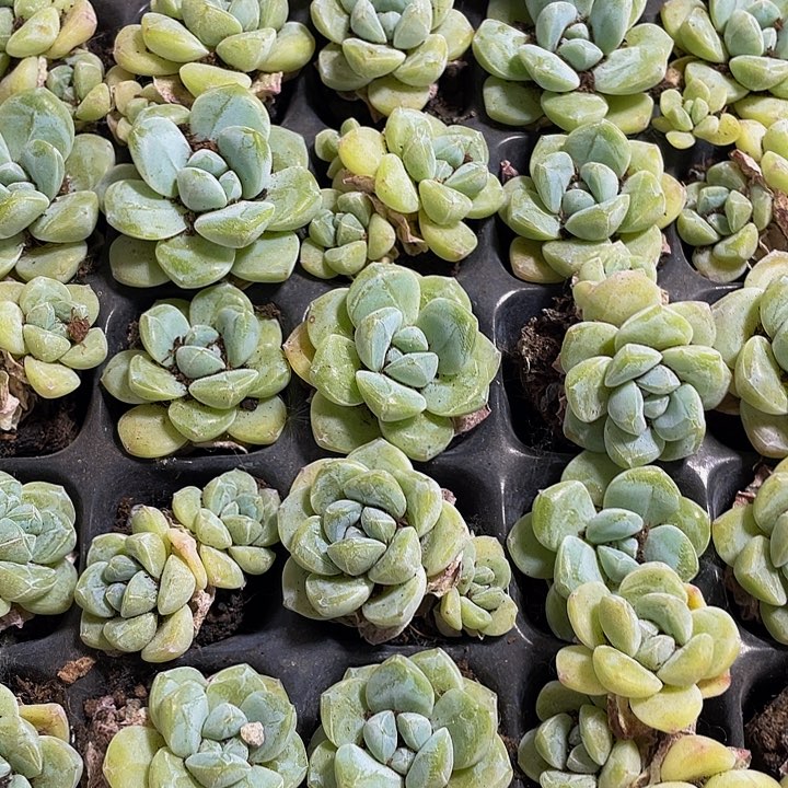 3颗一组小冰玉3颗