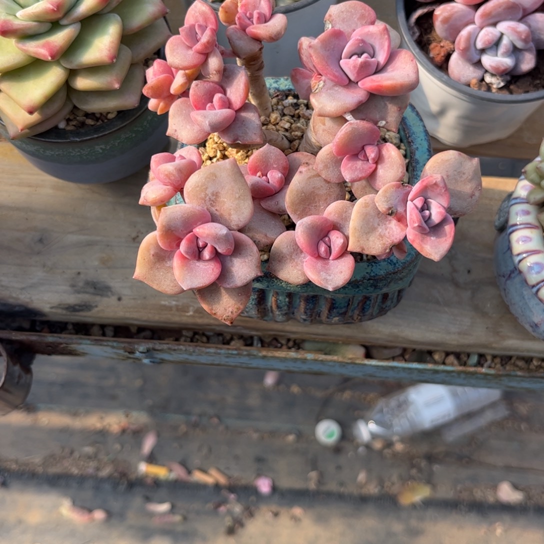 ✿***姬11111111111111111111111