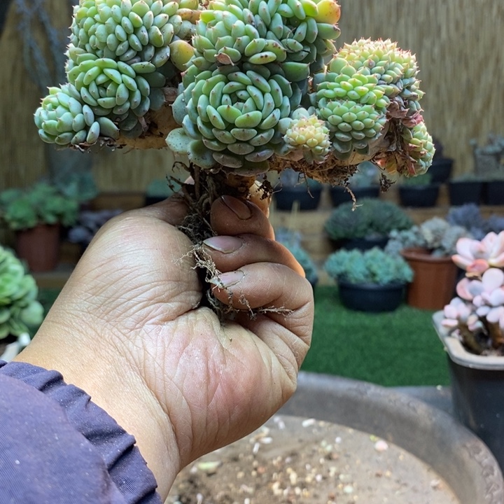 ଘ****266 号白胖子多肉植物