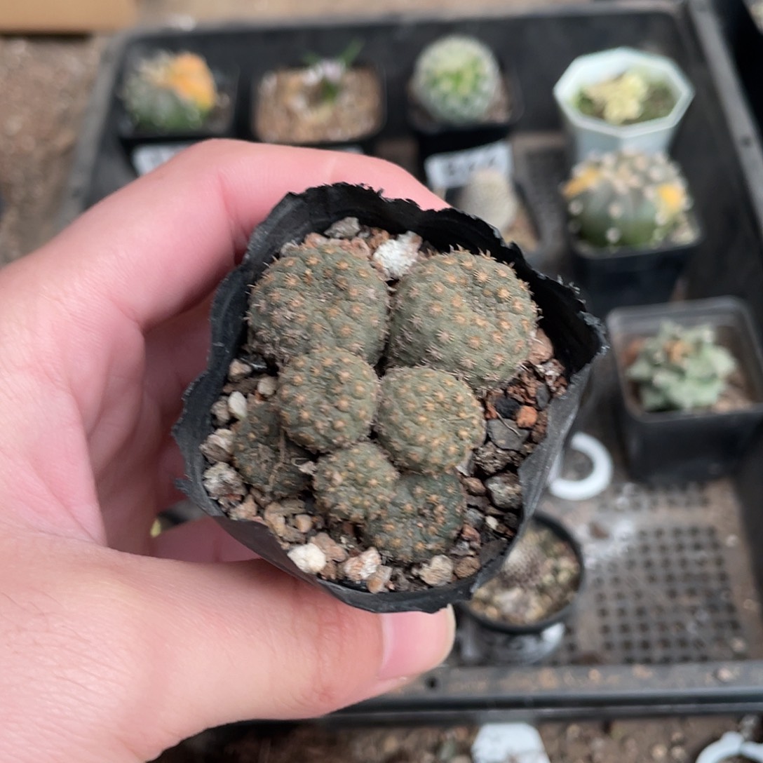 124士童（满18包邮）