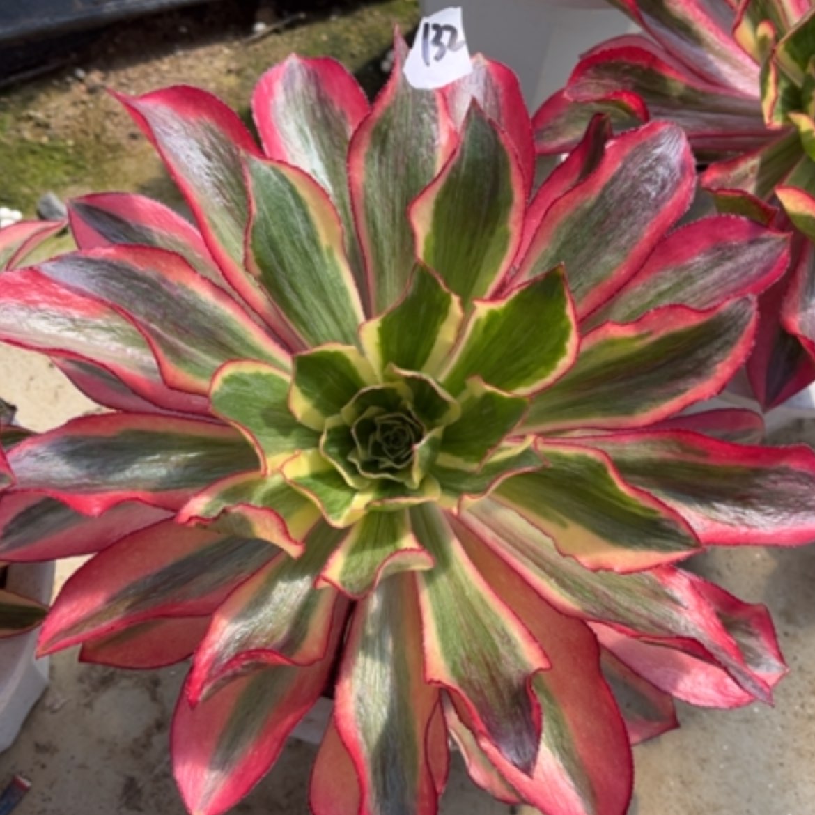 【闪购商品】132魅影多肉法师