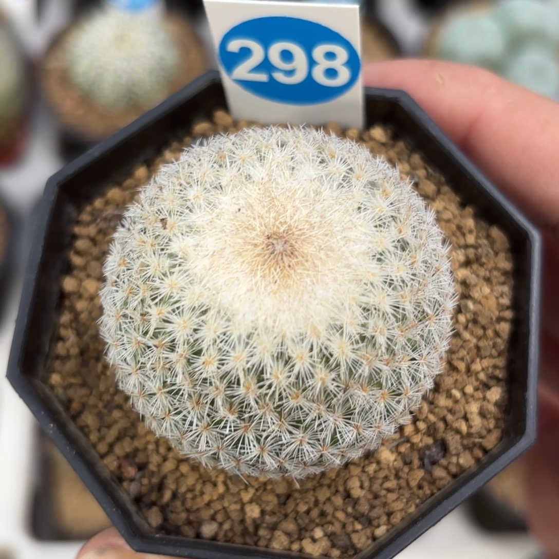 298实生月世界带盆带土发货